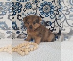 Small Photo #19 Yoranian Puppy For Sale in LEWISBURG, KY, USA