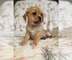 Small Photo #17 Puggle Puppy For Sale in LAKELAND, FL, USA