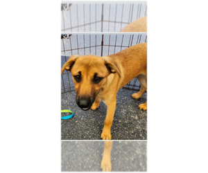 Mutt Dogs for adoption in St. Augustine, FL, USA