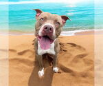 Small #1 American Pit Bull Terrier