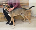 Small #1 Mutt