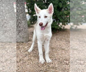 Siberian Husky-Unknown Mix Dogs for adoption in PIPE CREEK, TX, USA