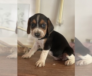 Beagle Puppy for sale in FORDLAND, MO, USA