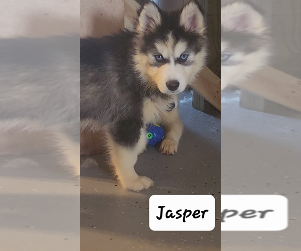 Medium Photo #8 Siberian Husky Puppy For Sale in GOOSE CREEK, SC, USA