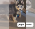 Small Photo #8 Siberian Husky Puppy For Sale in GOOSE CREEK, SC, USA