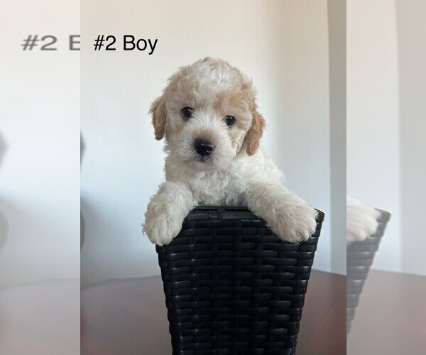 Medium Photo #1 Poodle (Toy) Puppy For Sale in LINDSAY, CA, USA