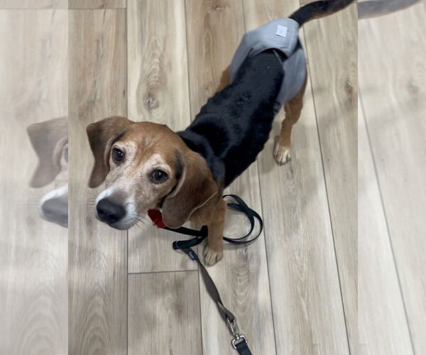 Medium Photo #10 Beagle Puppy For Sale in Tampa, FL, USA