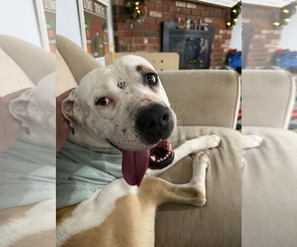 Medium Photo #2 Mutt Puppy For Sale in La Verne, CA, USA