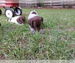 Small Photo #4 German Shorthaired Pointer Puppy For Sale in QUITMAN, TX, USA