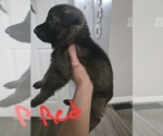 Puppy Puppy 1 German Shepherd Dog
