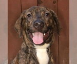 Small Harrier-Mountain Cur Mix