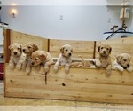 Small Photo #6 Goldendoodle Puppy For Sale in CENTENNIAL, CO, USA