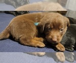 Small Photo #2 Labrador Retriever Puppy For Sale in LEXINGTON, NC, USA