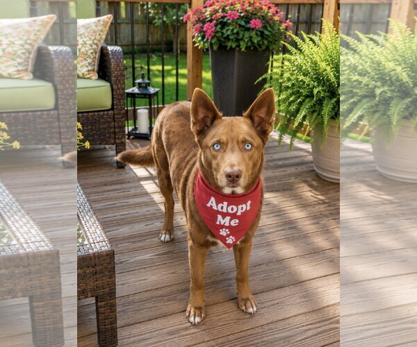 Medium Photo #7 Australian Kelpie-Siberian Husky Mix Puppy For Sale in Euless, TX, USA
