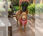 Small #6 Australian Kelpie-Siberian Husky Mix