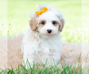 Medium Maltipoo (Toy)