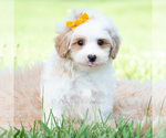 Puppy Jazz Maltipoo (Toy)