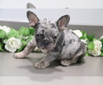 Small Photo #2 French Bulldog Puppy For Sale in SHILOH, OH, USA