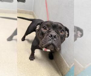 American Pit Bull Terrier-Bulldog Mix Dogs for adoption in Las Vegas, NV, USA