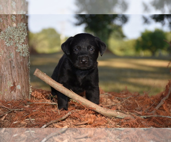 Medium Photo #3 Labrador Retriever Puppy For Sale in MONROE, GA, USA