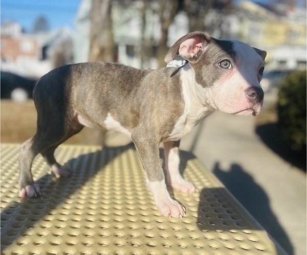 Medium Photo #16 American Pit Bull Terrier Puppy For Sale in TRENTON, NJ, USA
