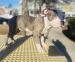 Small Photo #16 American Pit Bull Terrier Puppy For Sale in TRENTON, NJ, USA
