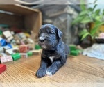 Puppy Atlas Bernedoodle