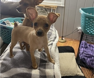 Miniature Pinscher Puppy for Sale in NEWPORT NEWS, Virginia USA