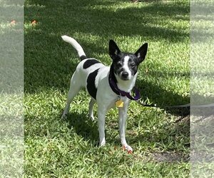 Rat Terrier Dogs for adoption in Davie, FL, USA