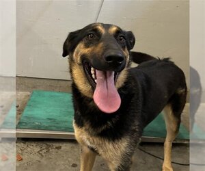 German Shepherd Dog-Unknown Mix Dogs for adoption in Camarillo, CA, USA