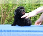 Small #13 Poodle (Toy)