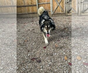 Alusky Dogs for adoption in Leavenworth, KS, USA