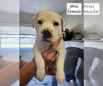 Small #1 American Pit Bull Terrier-American Staffordshire Terrier Mix