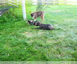 Small #5 Plott Hound