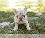 Small #1 French Bulldog