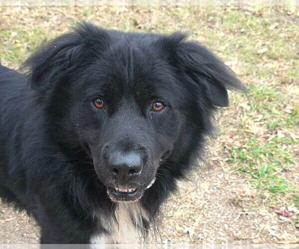 Medium Photo #4 Chow Chow-Retriever  Mix Puppy For Sale in Anniston, AL, USA