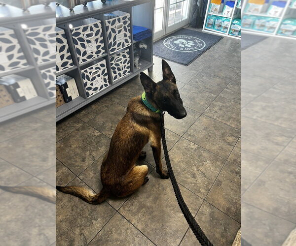 Medium Photo #2 Mutt Puppy For Sale in Imlay City, MI, USA