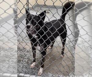 Siberian Husky-Unknown Mix Dogs for adoption in Anchorage, AK, USA