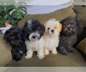 Maltipoo Puppy for Sale in VALDOSTA, Georgia USA
