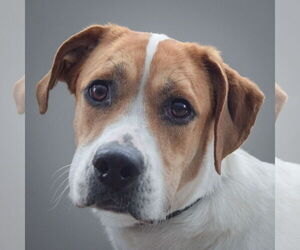 Coonhound-Unknown Mix Dogs for adoption in Huntley, IL, USA