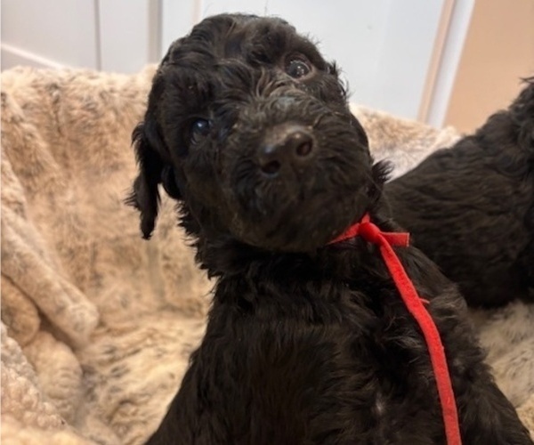 Medium Photo #19 Schnoodle (Giant) Puppy For Sale in ANDERSON, CA, USA