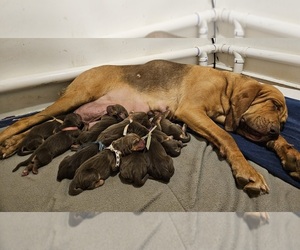 Bloodhound Puppy for sale in SULLIVAN, MO, USA