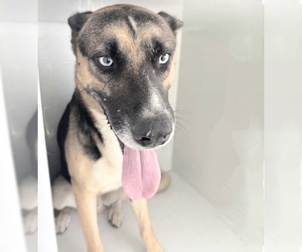 Medium Photo #1 German Shepherd Dog-Unknown Mix Puppy For Sale in Houston, TX, USA