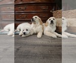 Small Photo #5 English Cream Golden Retriever Puppy For Sale in ELVERTA, CA, USA
