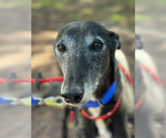 Small Greyhound
