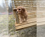 Small Photo #2 Goldendoodle Puppy For Sale in SPENCER, TN, USA