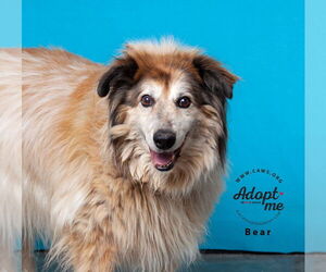 Collie-Unknown Mix Dogs for adoption in Salt Lake City, UT, USA
