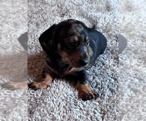 Medium Photo #4 Dachshund Puppy For Sale in SOUTHINGTON, OH, USA