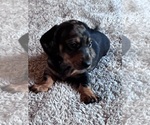 Small #3 Dachshund