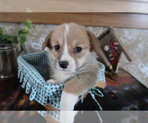 Pembroke Welsh Corgi Puppy for sale in SOUTH BEND, IN, USA